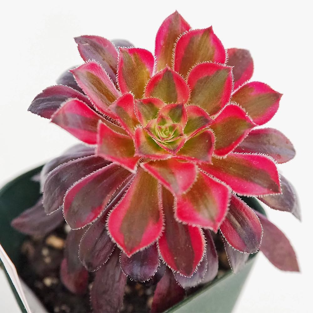 赤紫色のロゼット型多肉植物*11